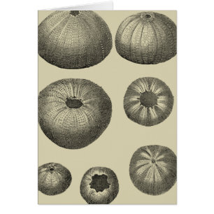 Poisson noir et blanc