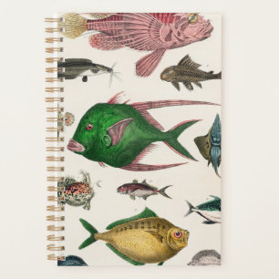 poisson, océan, mignonne, mer, eau, animal, pêche