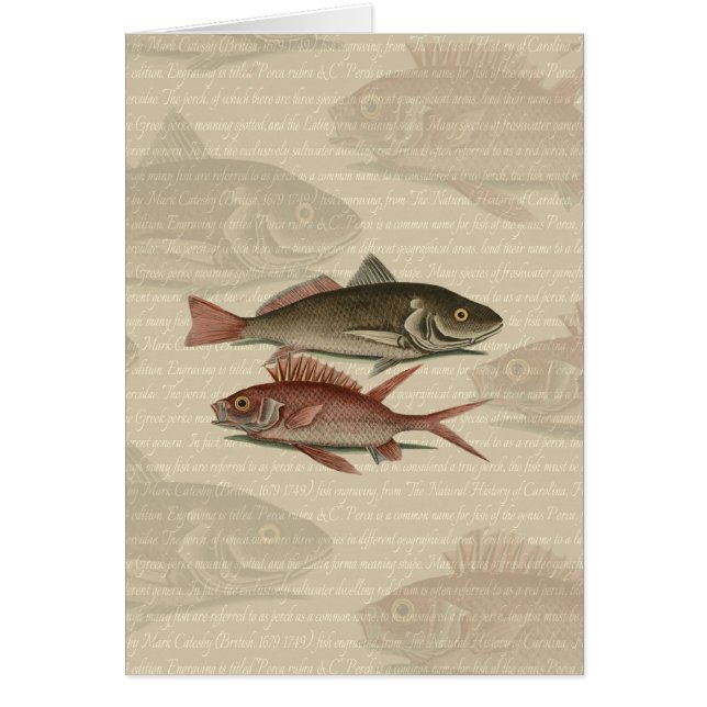 Poisson Perche rouge Art pêcheur (Devant)