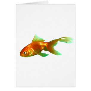 Poisson rouge oranda
