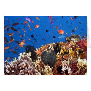 Poisson tropical Vie aquatique