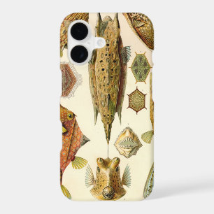 Poisson vintage Haeckel
