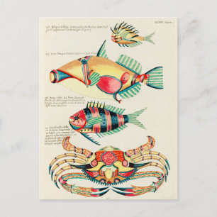 Poissons Crabe Tropical Carte postale Vintage