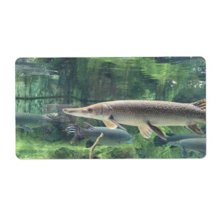 Poissons de Pike