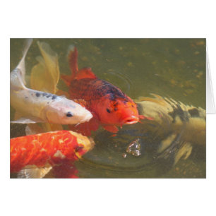 Poissons v.1 de Koi