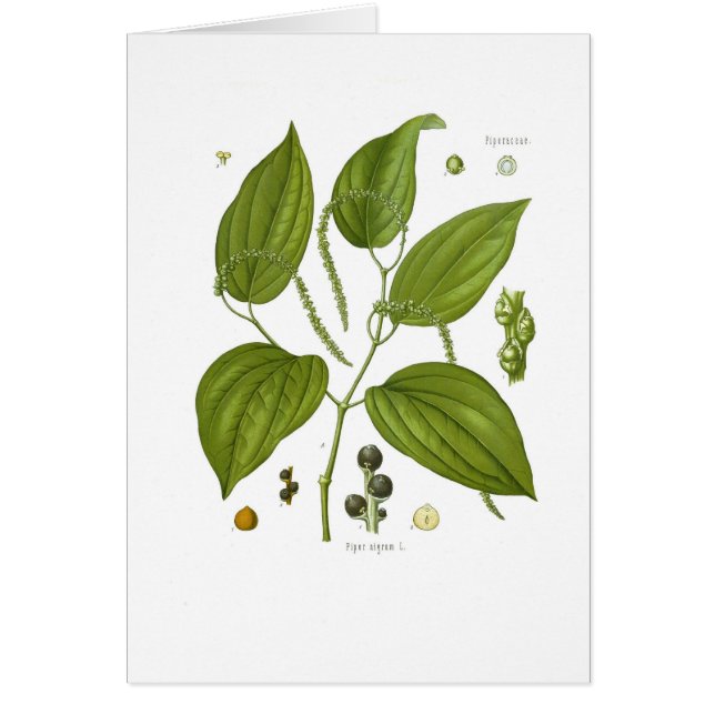 Poivre noir (Devant)