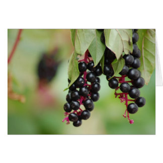 Pokeweed Berries