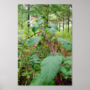 Pokeweed Poster