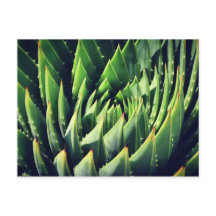 Pokey Succulent