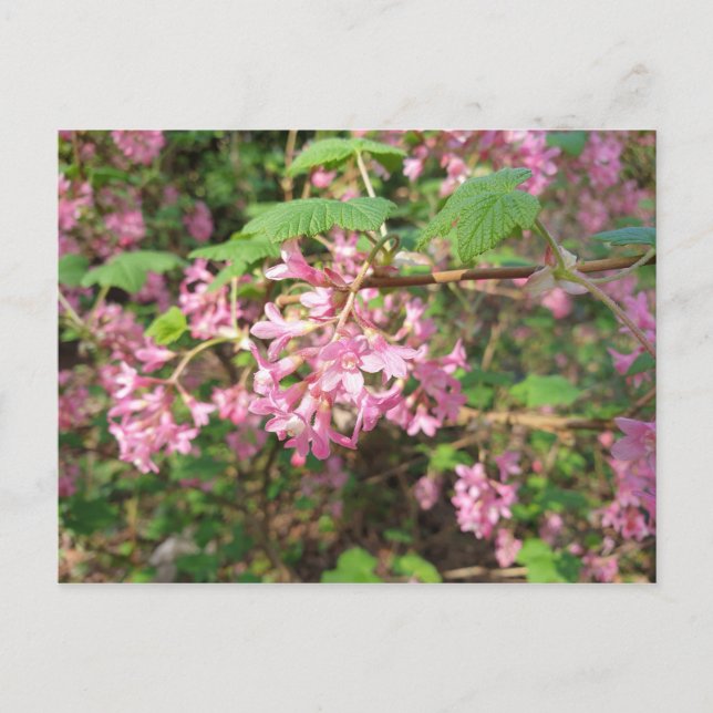 Pokey's Pink in the Park Postcard (Front)
