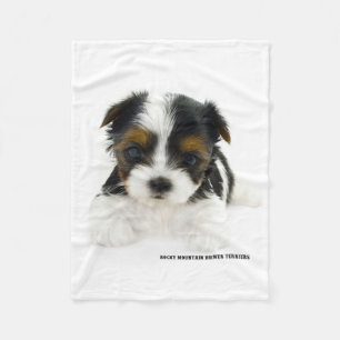 Polaire Couverture - chiot de Biewer Terrier