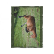 couverture _ italie _ parc naturel d'aveto _ cheva