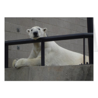 Polar Bear