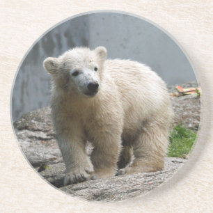 Polar Bear 010 Coaster