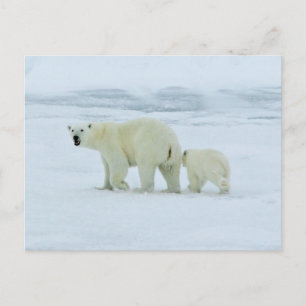 Polar Bear and Cub Postcard