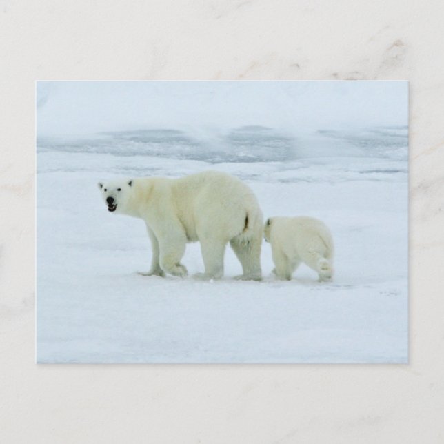 Polar Bear and Cub Postcard (Front)