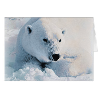 Polar Bear and Snow