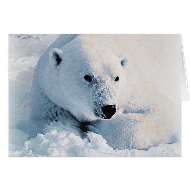 Polar Bear and Snow (Front Horizontal)