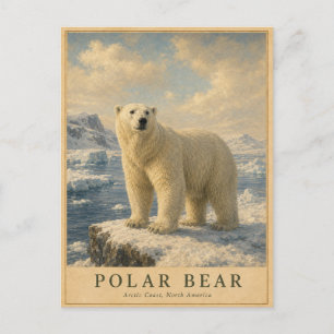 Polar Bear Arctic Coast VINTAGE Postcard