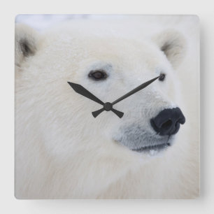 Polar Bear Churchill Square Wall Clock