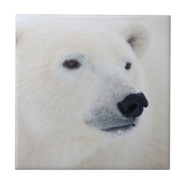 Polar Bear Churchill Tile (Front)