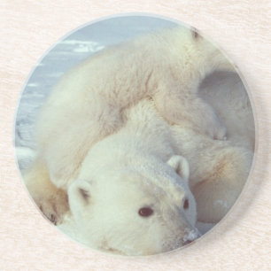 Polar Bear Coaster