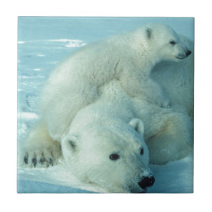 Polar bear cub and mom - 2 tile