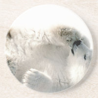 Polar Bear Cub Cute Animal Arctic Frozen Winter