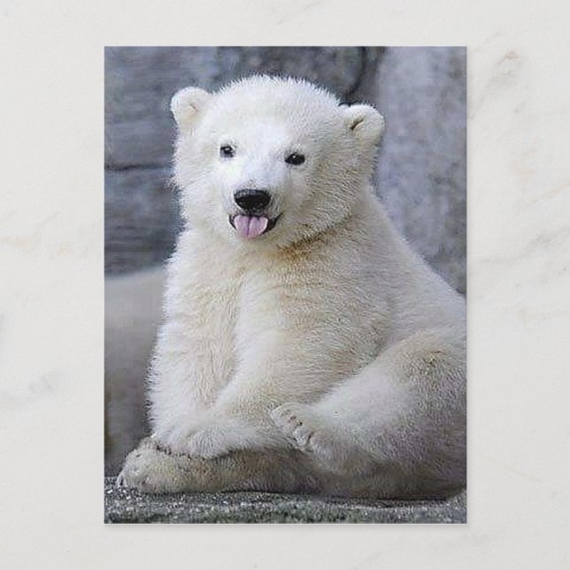 Polar Bear Cub Postcard (Front)