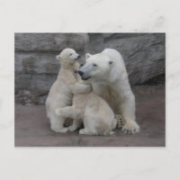 Polar Bear Cubs And Mother