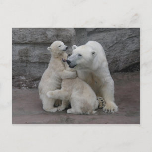 Polar Bear Cubs And Mother Postcard