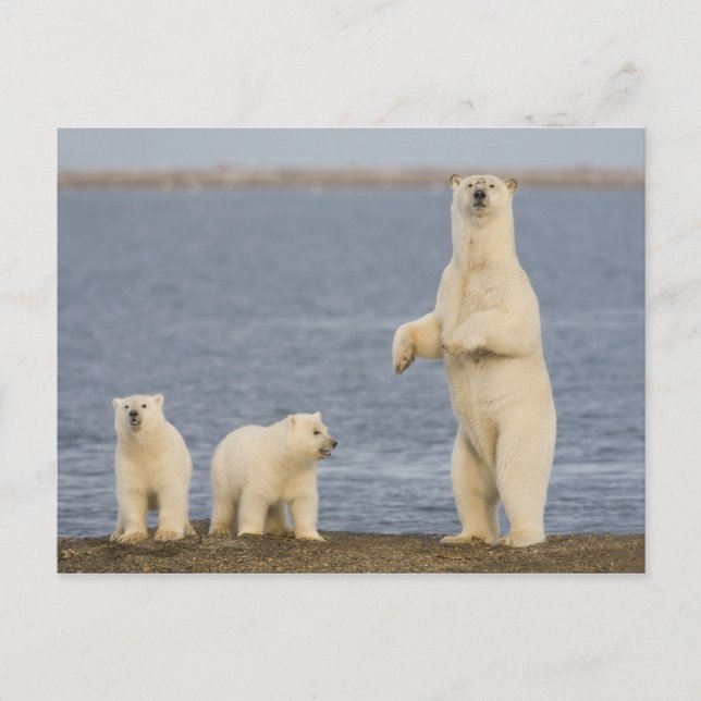 Polar bear cubs and their mother postcard (Front)