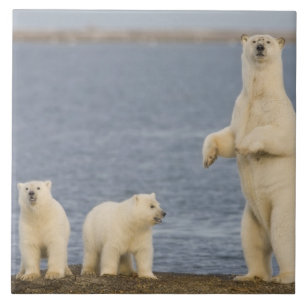 Polar bear cubs and their mother tile