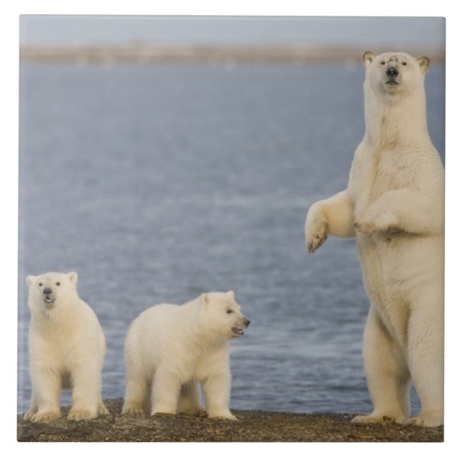Polar bear cubs and their mother tile (Front)