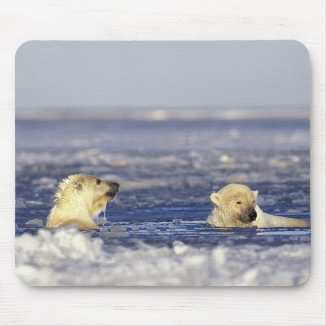 Polar bear cubs playing mouse pad (Front)