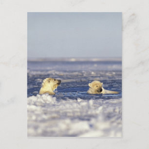 Polar bear cubs playing postcard