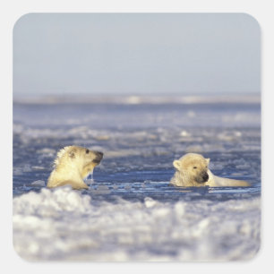 Polar bear cubs playing square sticker