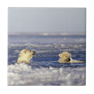 Polar bear cubs playing tile