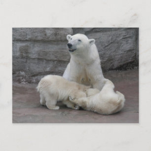 Polar bear cubs postcard