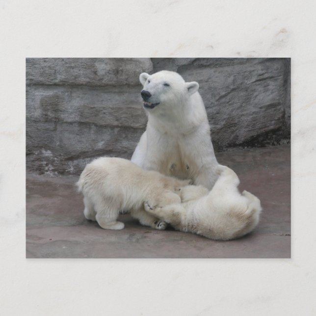 Polar bear cubs postcard (Front)