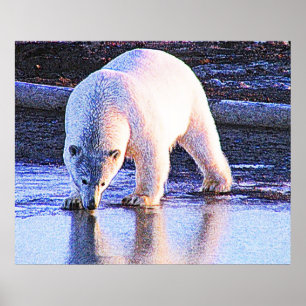 Polar Bear Drinking Poster