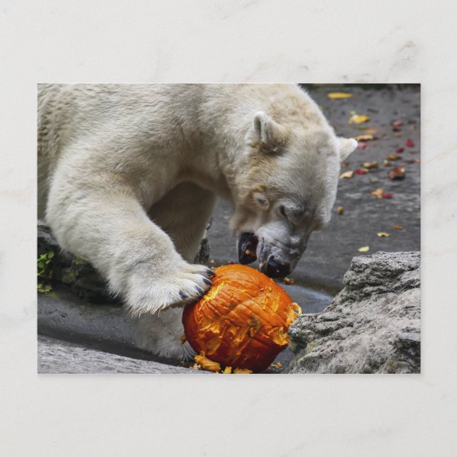 Polar Bear Eating a Pumpkin Postcard (Front)