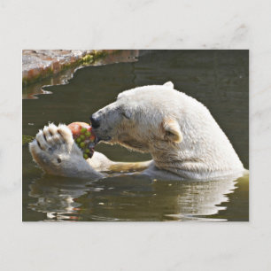 Polar Bear Eating Fruit Greeting Postcard