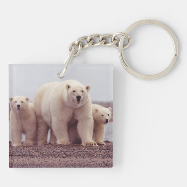 Polar Bear Family Mother and Cubs Photo (Dos)
