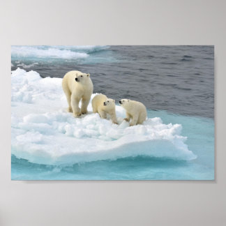 Polar Bear Family Poster