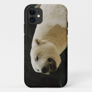 Polar Bear Grin iPhone 11 Case