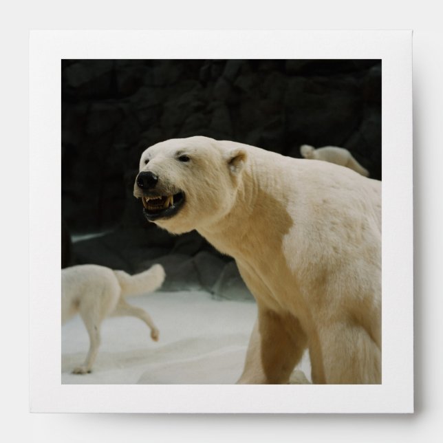 Polar Bear Grin Envelopes (Front)