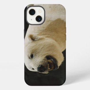 Polar Bear Grin iPhone 13 Case