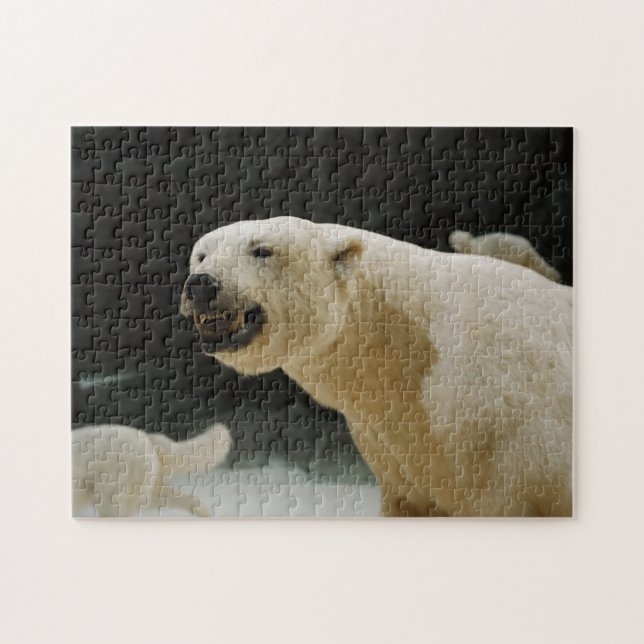 Polar Bear Grin Jigsaw Puzzle (Horizontal)