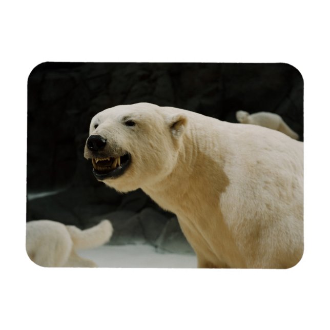 Polar Bear Grin Magnet (Horizontal)
